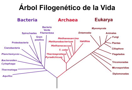 phylogenetic_tree-es.png